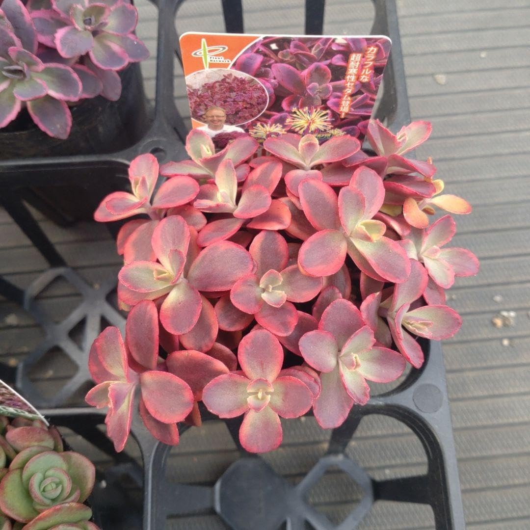 サボテン科大事典 :266属とその種の解説 伊藤芳夫 1988 サボテン科大